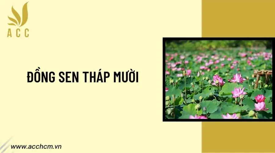 dong-sen-thap-muoi