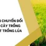 Điều kiện chuyển đổi cơ cấu cây trồng trên đất trồng lúa