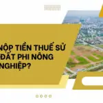 Khi nào nộp tiền thuế sử dụng đất phi nông nghiệp