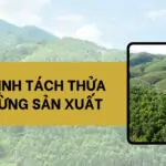 Quy định tách thửa đất rừng sản xuất