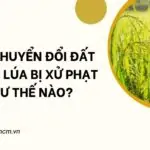 Tự ý chuyển đổi đất trồng lúa bị xử phạt như thế nào