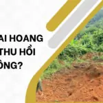 Đất khai hoang có bị thu hồi không