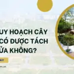 Đất quy hoạch cây xanh có được tách thửa không