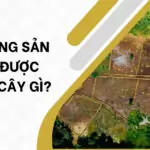 Đất rừng sản xuất được trồng cây gì