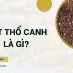 Đất thổ canh là gì