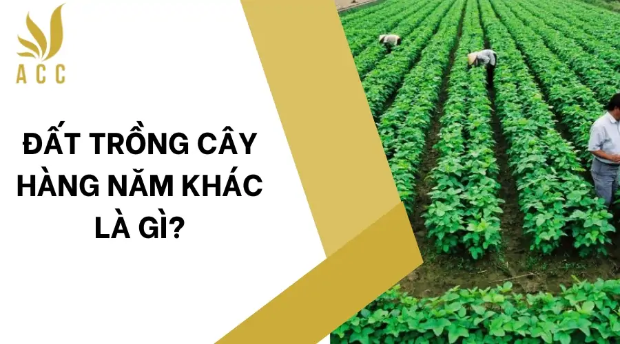 Đất trồng cây hàng năm khác là gì