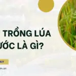 Đất trồng lúa nước là gì?