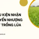 Điều kiện nhận chuyển nhượng đất trồng lúa