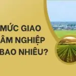 Hạn mức giao đất lâm nghiệp được bao nhiêu