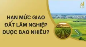 Hạn mức giao đất lâm nghiệp được bao nhiêu