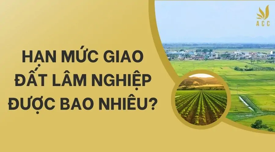 Hạn mức giao đất lâm nghiệp được bao nhiêu