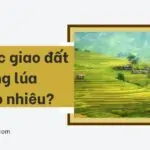 Hạn mức giao đất trồng lúa là bao nhiêu