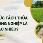 Hạn mức tách thửa đất nông nghiệp là bao nhiêu