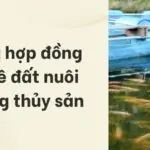 Mẫu hợp đồng thuê đất nuôi trồng thủy sản