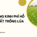 Sử dụng kinh phí hỗ trợ đất trồng lúa