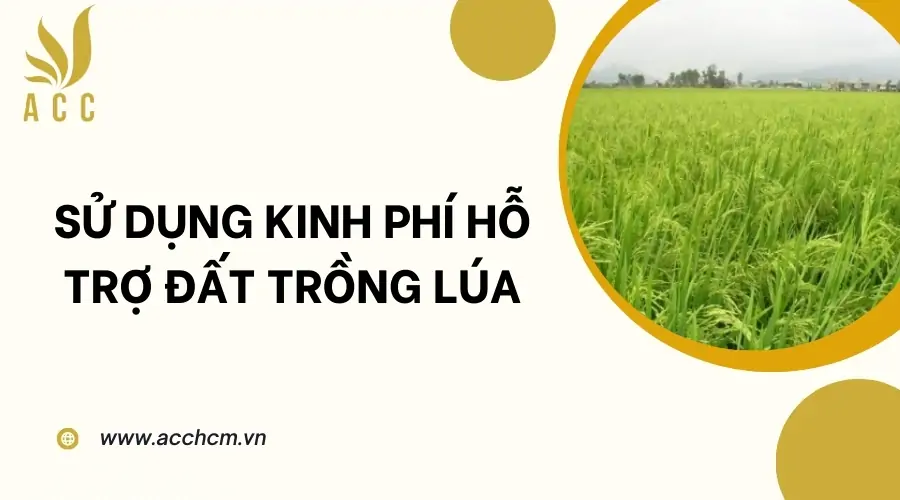 Sử dụng kinh phí hỗ trợ đất trồng lúa