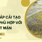 Biện pháp cải tạo không phù hợp với đất mặn