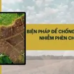 Biện pháp để chống nhiễm mặn nhiễm phèn cho đất