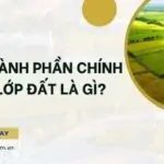 Các thành phần chính của lớp đất là gì?