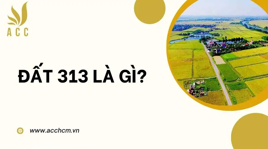 Đất 313 là gì