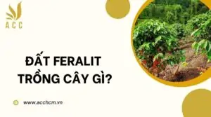 Đất feralit trồng cây gì