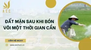 Đất mặn sau khi bón vôi một thời gian cần