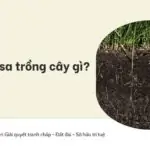 Đất phù sa trồng cây gì?