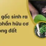 Nguồn gốc sinh ra thành phần hữu cơ trong đất