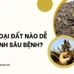 Những loại đất nào dễ phát sinh sâu bệnh