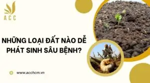 Những loại đất nào dễ phát sinh sâu bệnh