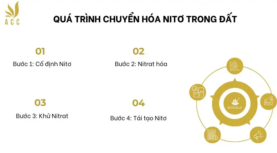 Quá trình chuyển hóa nitơ trong đất 