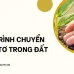 Quá trình chuyển hóa nitơ trong đất