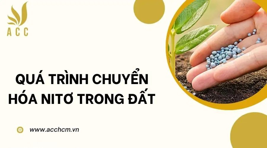 Quá trình chuyển hóa nitơ trong đất