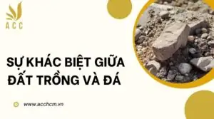 Sự khác biệt giữa đất trồng và đá