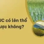 Đất LUC có lên thổ cư được không_