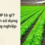 Đất NNP là gì_ Mục đích sử dụng đất nông nghiệp