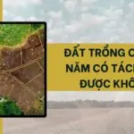 Đất trồng cây lâu năm có tách thửa được không