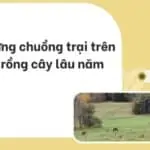 Xây dựng chuồng trại trên đất trồng cây lâu năm