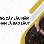 Đất trồng cây lâu năm có thời hạn là bao lâu