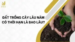 Đất trồng cây lâu năm có thời hạn là bao lâu