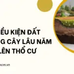 Điều kiện đất trồng cây lâu năm lên thổ cư_