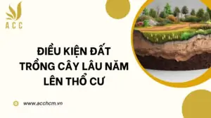 Điều kiện đất trồng cây lâu năm lên thổ cư_