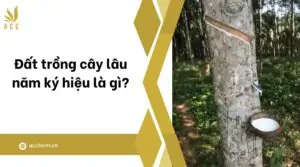 Đất trồng cây lâu năm ký hiệu là gì?