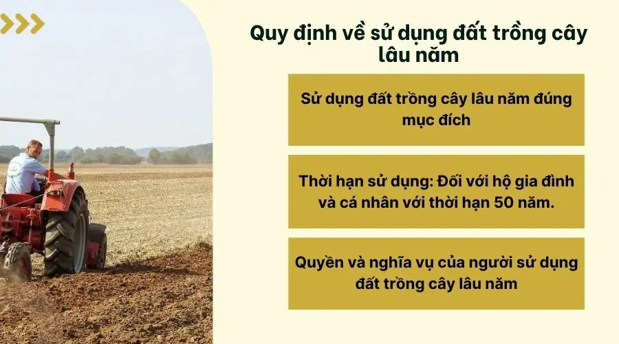 Quy định về sử dụng đất trồng cây lâu năm