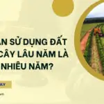 Thời hạn sử dụng đất trồng cây lâu năm là bao nhiêu năm