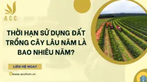 Thời hạn sử dụng đất trồng cây lâu năm là bao nhiêu năm