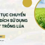 Thủ tục chuyển mục đích sử dụng đất trồng lúa