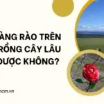 Xây hàng rào trên đất trồng cây lâu năm được không