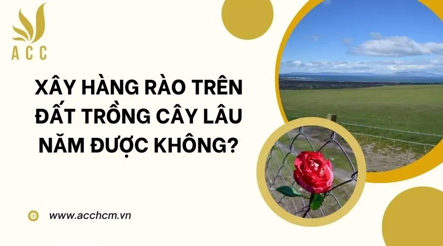 Xây hàng rào trên đất trồng cây lâu năm được không