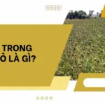 HNK trong sổ đỏ là gì